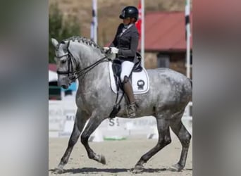 PRE Mix, Stallone, 8 Anni, 172 cm, Grigio