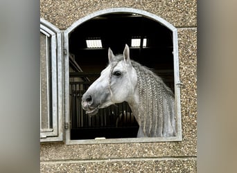 PRE Mix, Stallone, 8 Anni, 173 cm, Grigio trotinato