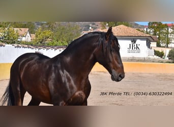 PRE Mix, Stallone, 8 Anni, 174 cm, Baio