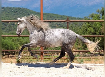 PRE Mix, Stallone, 8 Anni, 175 cm, Grigio