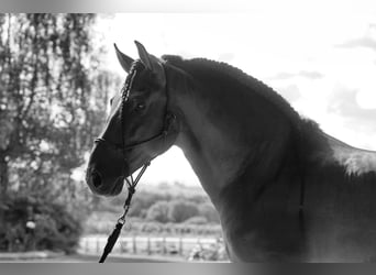 PRE Mix, Stallone, 8 Anni, 178 cm, Baio scuro