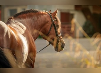PRE Mix, Stallone, 8 Anni, 178 cm, Baio scuro