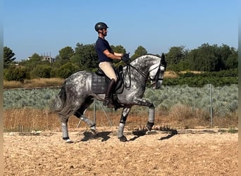 PRE, Stallone, 9 Anni, 160 cm, Grigio pezzato