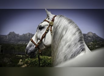 PRE Mix, Stallone, 9 Anni, 161 cm, Bianco