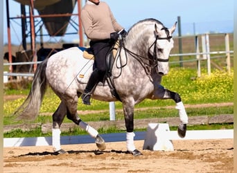 PRE Mix, Stallone, 9 Anni, 163 cm, Grigio