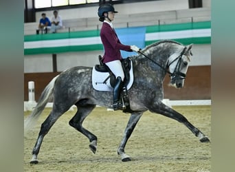 PRE Mix, Stallone, 9 Anni, 163 cm, Grigio pezzato