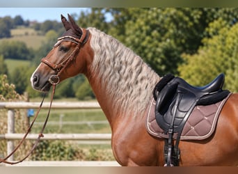 PRE Mix, Stallone, 9 Anni, 163 cm, Palomino