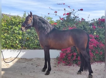 PRE Mix, Stallone, 9 Anni, 164 cm, Baio scuro