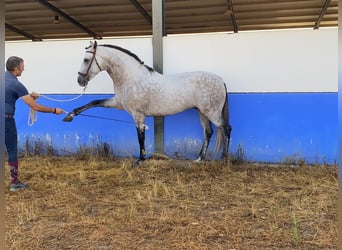 PRE Mix, Stallone, 9 Anni, 164 cm, Grigio pezzato
