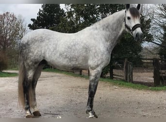 PRE Mix, Stallone, 9 Anni, 165 cm, Grigio pezzato