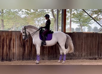 PRE Mix, Stallone, 9 Anni, 167 cm, Grigio
