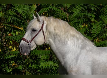 PRE, Stallone, 9 Anni, 167 cm, Grigio