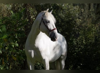 PRE, Stallone, 9 Anni, 167 cm, Grigio