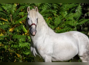 PRE, Stallone, 9 Anni, 167 cm, Grigio