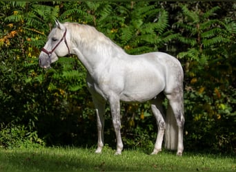 PRE, Stallone, 9 Anni, 167 cm, Grigio