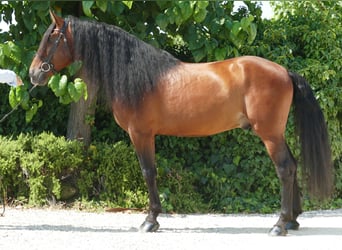 PRE, Stallone, 9 Anni, 169 cm, Baio ciliegia