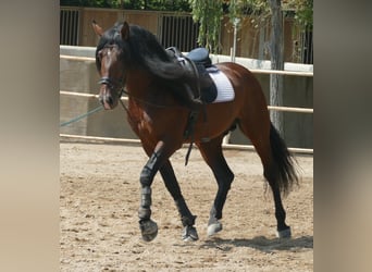 PRE, Stallone, 9 Anni, 169 cm, Baio ciliegia