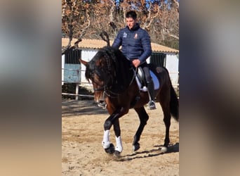 PRE, Stallone, 9 Anni, 169 cm, Baio ciliegia