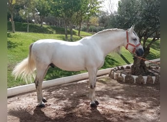 PRE Mix, Stallone, 9 Anni, 170 cm, Grigio