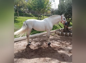 PRE Mix, Stallone, 9 Anni, 170 cm, Grigio