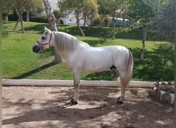 PRE Mix, Stallone, 9 Anni, 170 cm, Grigio