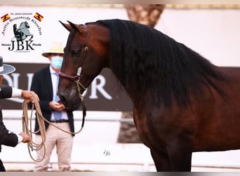 PRE, Stallone, 9 Anni, 172 cm, Baio