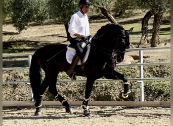 PRE Mix, Stallone, 9 Anni, 177 cm, Morello