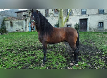 PRE, Stallone, 10 Anni, 168 cm, Baio