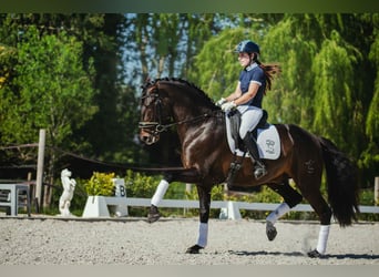 PRE, Stallone, 5 Anni, 164 cm, Baio nero
