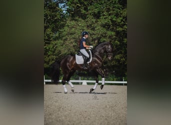 PRE, Stallone, 5 Anni, 164 cm, Baio nero