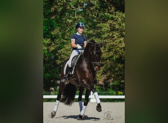 PRE, Stallone, 5 Anni, 164 cm, Baio nero