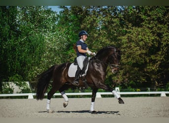 PRE, Stallone, 5 Anni, 164 cm, Baio nero