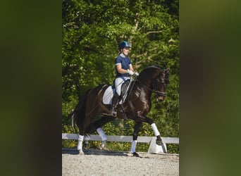 PRE, Stallone, 5 Anni, 164 cm, Baio nero