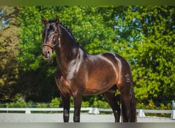 PRE, Stallone, 5 Anni, 164 cm, Baio nero