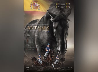 PRE, Stallone, 6 Anni, 164 cm, Baio nero