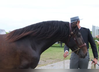 PRE, Stallone, 3 Anni, 164 cm, Baio scuro