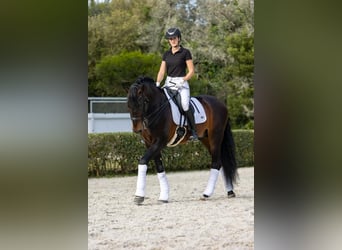 PRE, Stallone, 15 Anni, 163 cm, Baio scuro