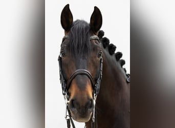 PRE, Stallone, 15 Anni, 163 cm, Baio scuro