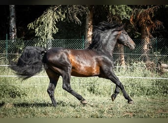 PRE, Stallone, 15 Anni, 163 cm, Baio scuro