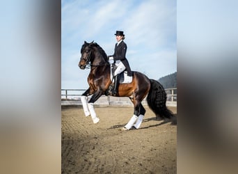 PRE, Stallone, 15 Anni, 163 cm, Baio scuro