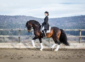PRE, Stallone, 15 Anni, 163 cm, Baio scuro