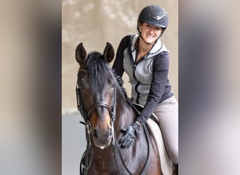 PRE, Stallone, 15 Anni, 163 cm, Baio scuro