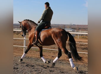 PRE, Stallone, 11 Anni, 172 cm, Baio