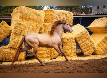 PRE, Stallone, 13 Anni, 161 cm, Champagne