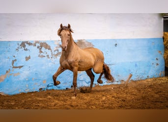 PRE, Stallone, 13 Anni, 161 cm, Champagne