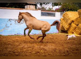 PRE, Stallone, 13 Anni, 161 cm, Champagne