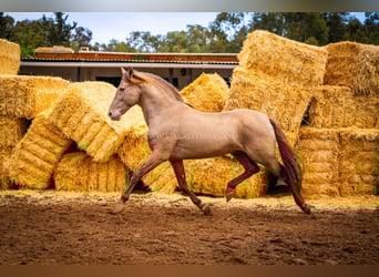 PRE, Stallone, 13 Anni, 161 cm, Champagne