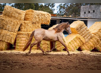 PRE, Stallone, 13 Anni, 161 cm, Champagne