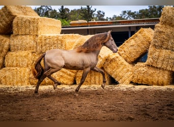 PRE, Stallone, 13 Anni, 161 cm, Champagne