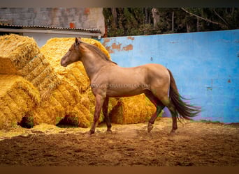 PRE, Stallone, 13 Anni, 161 cm, Champagne